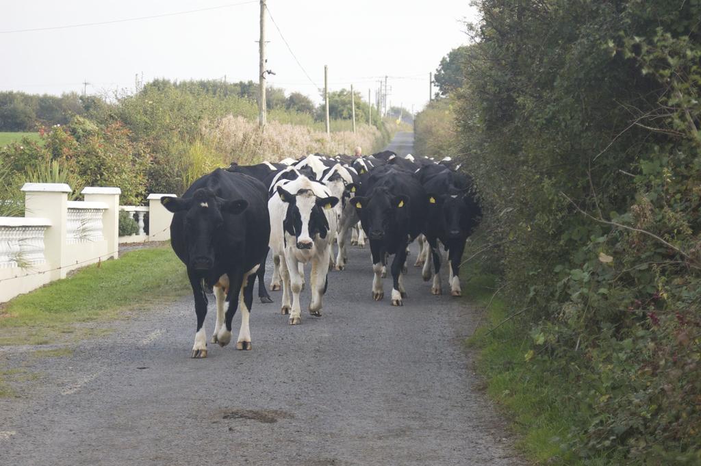 Greenfields Farmhouse Villa Ballylongford Exterior foto